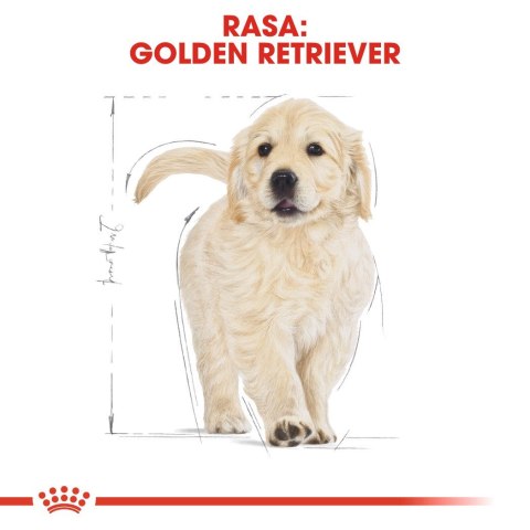 ROYAL CANIN BHN Golden Retriever Puppy - sucha karma dla szczeniąt - 12 kg