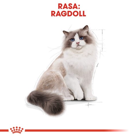 Karma Royal Canin FBN Ragdoll (0,40 kg )