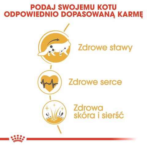 ROYAL CANIN FBN Maine Coon Adult - sucha karma dla dorosłego kota - 10kg ROYAL CANIN FBN Maine Coon Adult - sucha karma dla dorosłego kota - 10kg