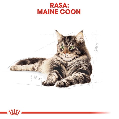 Royal Canin FBN Maine Coon Adult - sucha karma dla kota dorosłego - 4kg Royal Canin FBN Maine Coon Adult - sucha karma dla kota dorosłego - 4kg