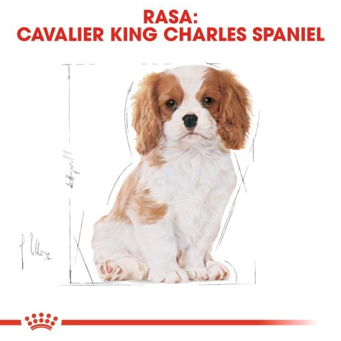 ROYAL CANIN BHN Cavalier King Charles Spaniel Puppy - sucha karma dla szczeniąt - 1,5 kg