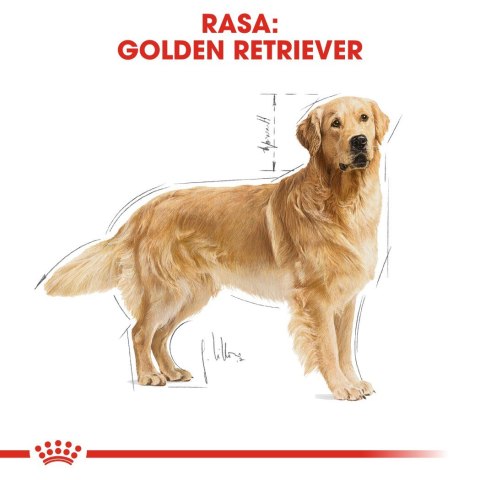 ROYAL CANIN BHN Golden Retriever - sucha karma dla psa dorosłego - 12 kg