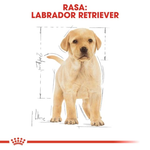 ROYAL CANIN BHN Labrador Retriever Puppy - sucha karma dla szczeniąt - 3kg